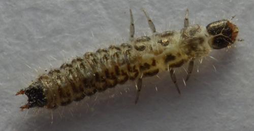 Dasytes sp.